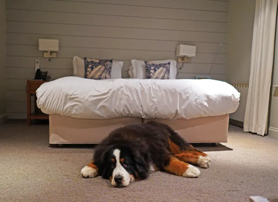 Large Bernese Mountain Dog is sleeping on the floor next to