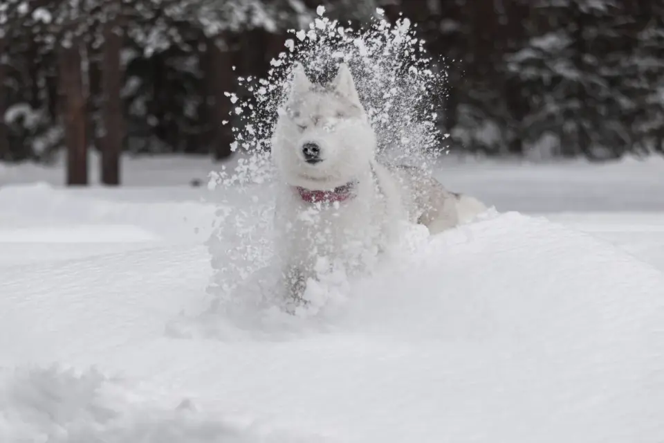 A Siberian husky standing in deep snow at the edge of a winter forest