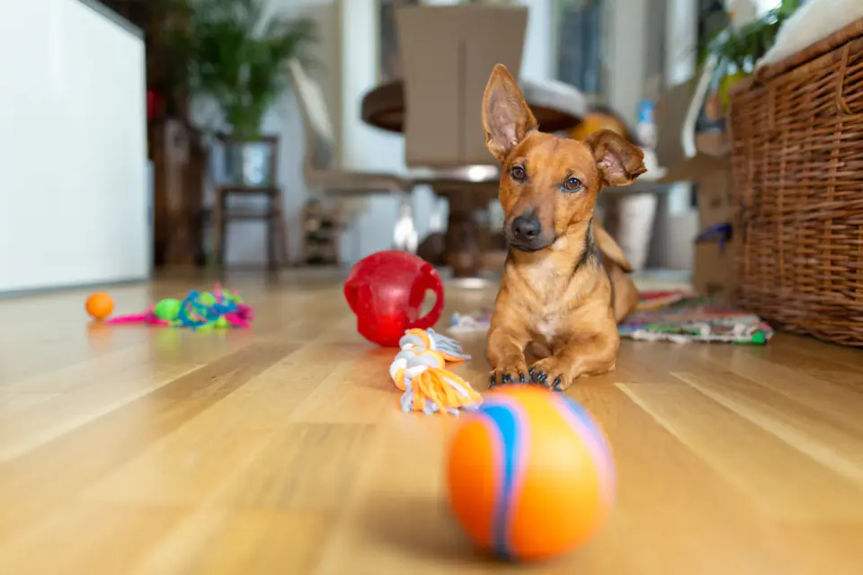 A small dog playing with its toys on a living room floor