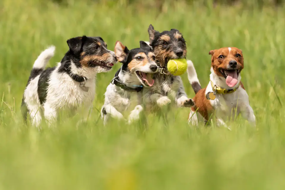 Four Jack Russell Terriers play together in long grass, one carrying a yellow ball.