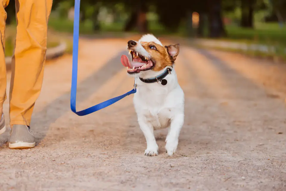Kindly dog on leash looking up at owner walking at park