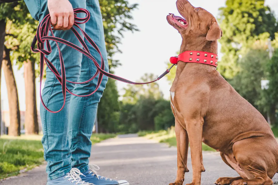 A brown dog with a red collar sitting on a paved path and looking up at a handler who holds a coiled red leash.