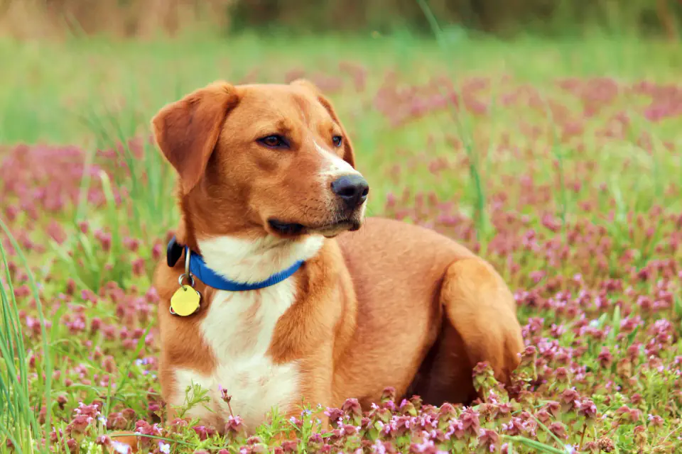 Dog In Clover