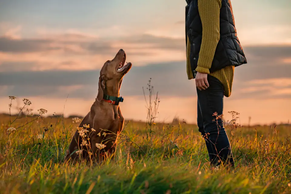 A vizsla sitting in a meadow at sunset, looking up at a person in a quilted vest and mustard sweater