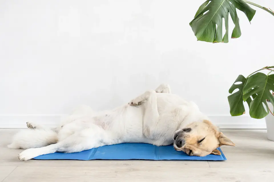 Cute mixed breed dog lying on cool mat looking up on white w