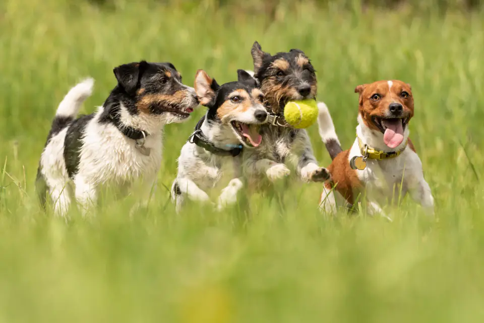 Four small terriers run together through tall grass, one carrying a yellow ball in its mouth.
