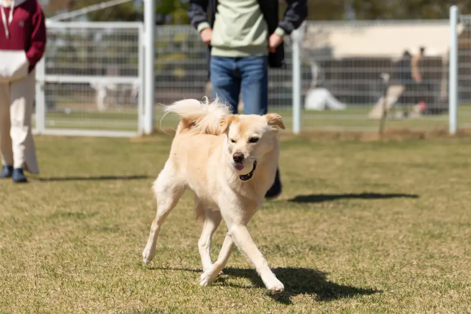 Pet Dogs in Dog Park