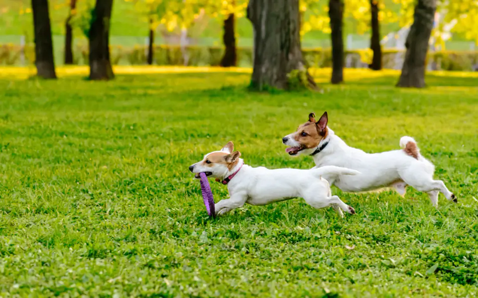 Two Jack Russell terriers racing across a lawn after a purple ring toy