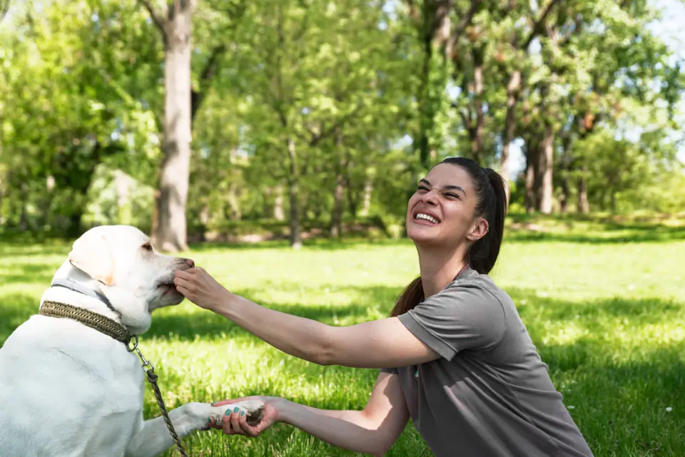 A laughing woman holds a treat near the mouth of a white Labrador in a leafy park.