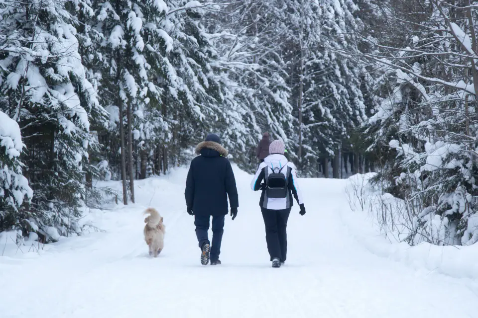 Two people in winter jackets walking away down a snowy path between snow-laden pines with a golden retriever beside them.