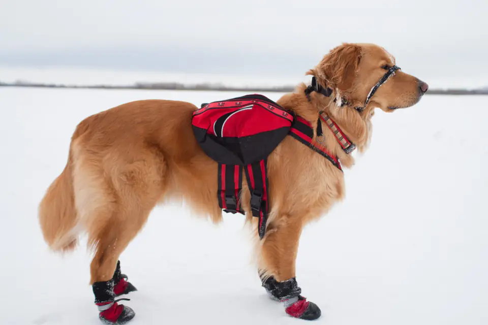 Rescue dog