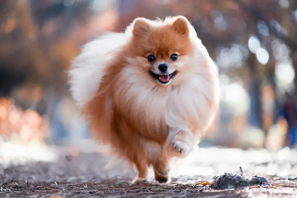 A beautiful dog runs through the bright autumn forest, the S