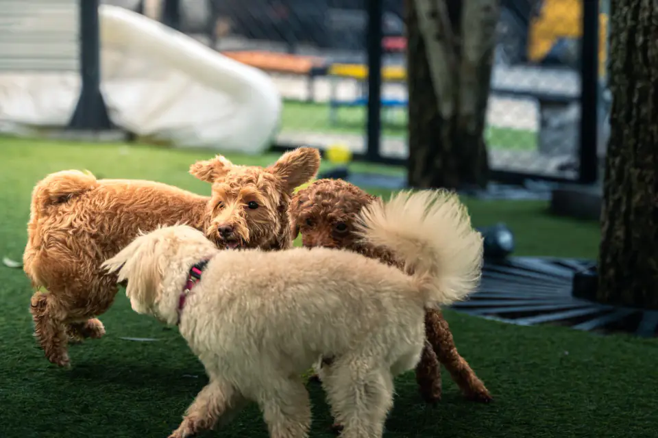 Three curly-coated doodle-type dogs play together on artificial turf in a fenced play yard.