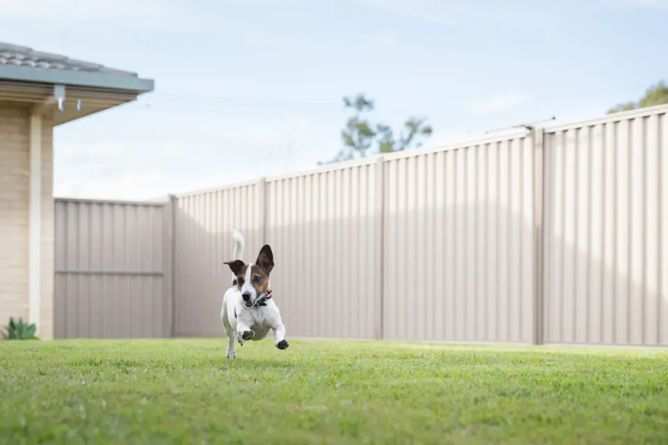 A Jack Russell Terrier running in backyard with steel fence