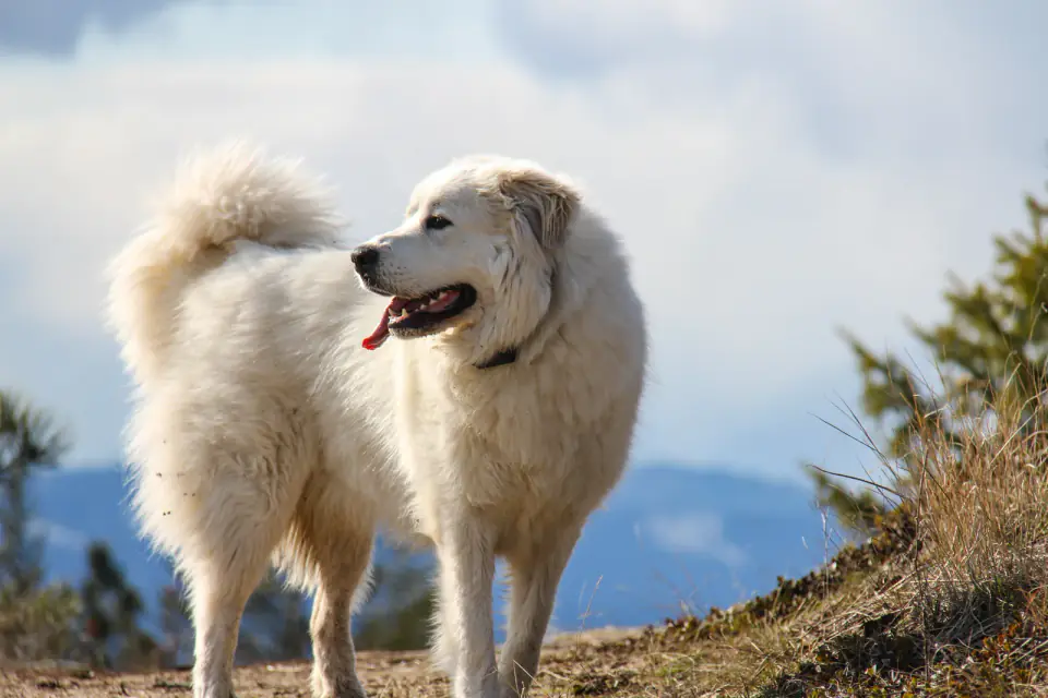 Great Pyrenees