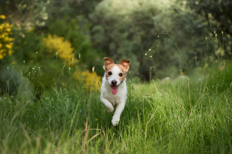Dog running towards camera in green field