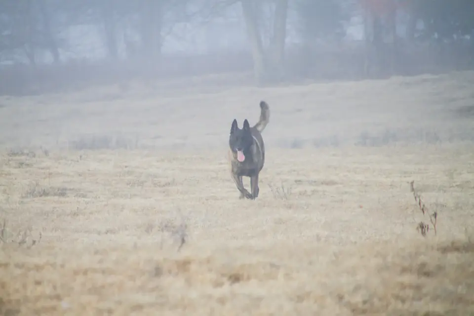 Dog recall training running toward owner