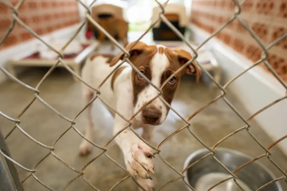 Dog Shelter Animal Rescue