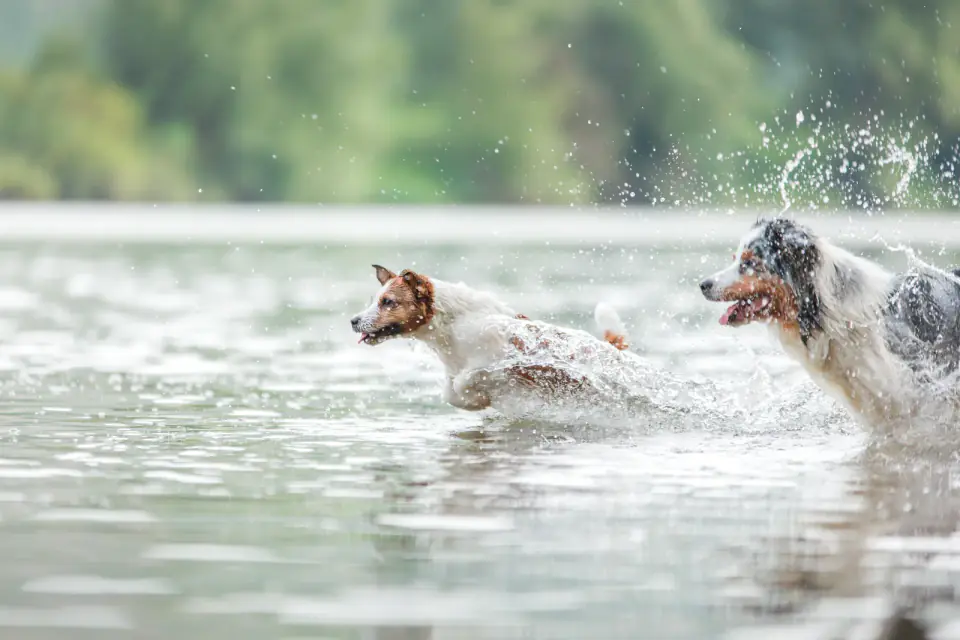 A Jack Russell terrier and an Australian shepherd bounding through shallow water with spray flying.