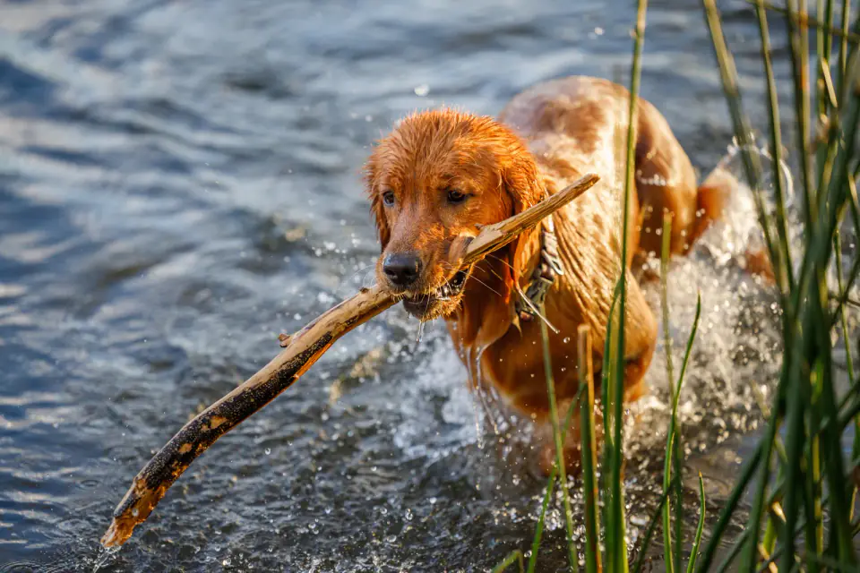 Water Fetching Summer Fun - Golden Retriever