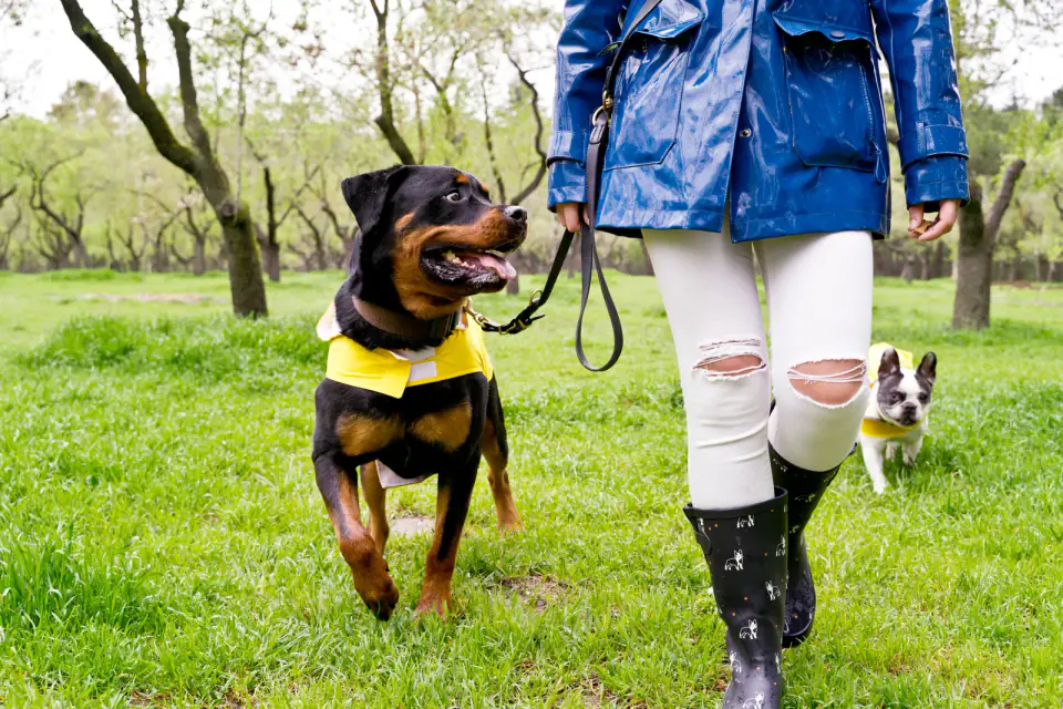 A Rottweiler in a yellow vest walks on a leash beside a person in a blue raincoat on wet grass.