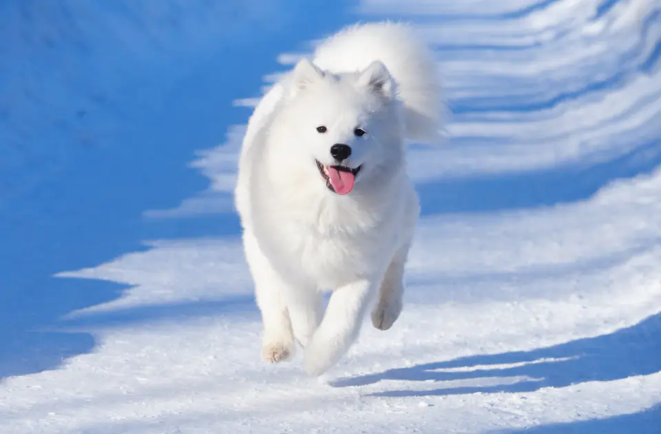 A white Samoyed puppy runs toward the camera across packed snow, mouth open