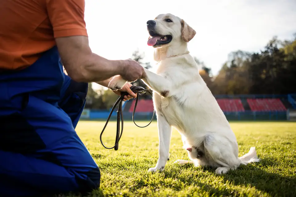 A yellow Labrador sits on grass and places its paw in a kneeling man's hand during training.