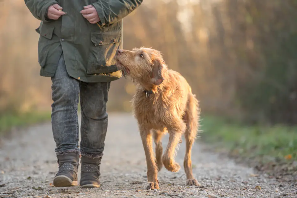 obedient old Magyar Vizsla 13 years old. female dog handler