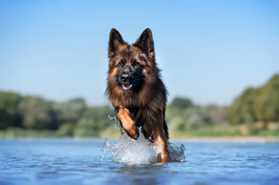 A long-haired German shepherd bounds through shallow water under a clear blue sky.