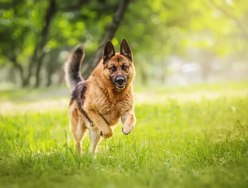 A German shepherd at full stride across an open meadow with its ears pinned back