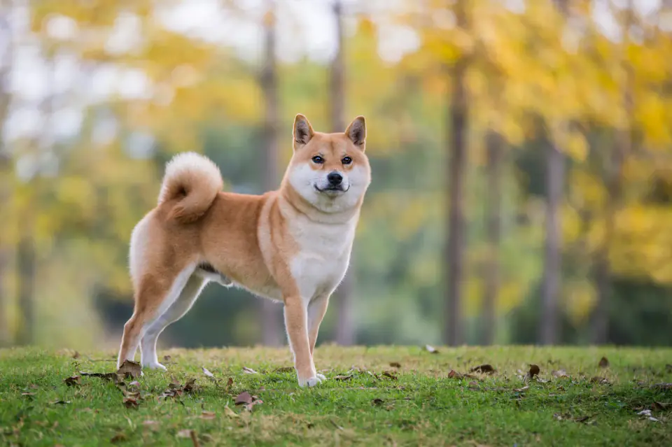 A Shiba Inu stands on a lawn and looks at the camera with yellow autumn trees behind.