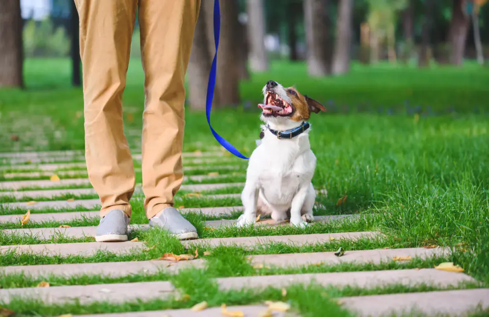 A Jack Russell terrier on a blue leash sits on a grassy path at a person's feet.