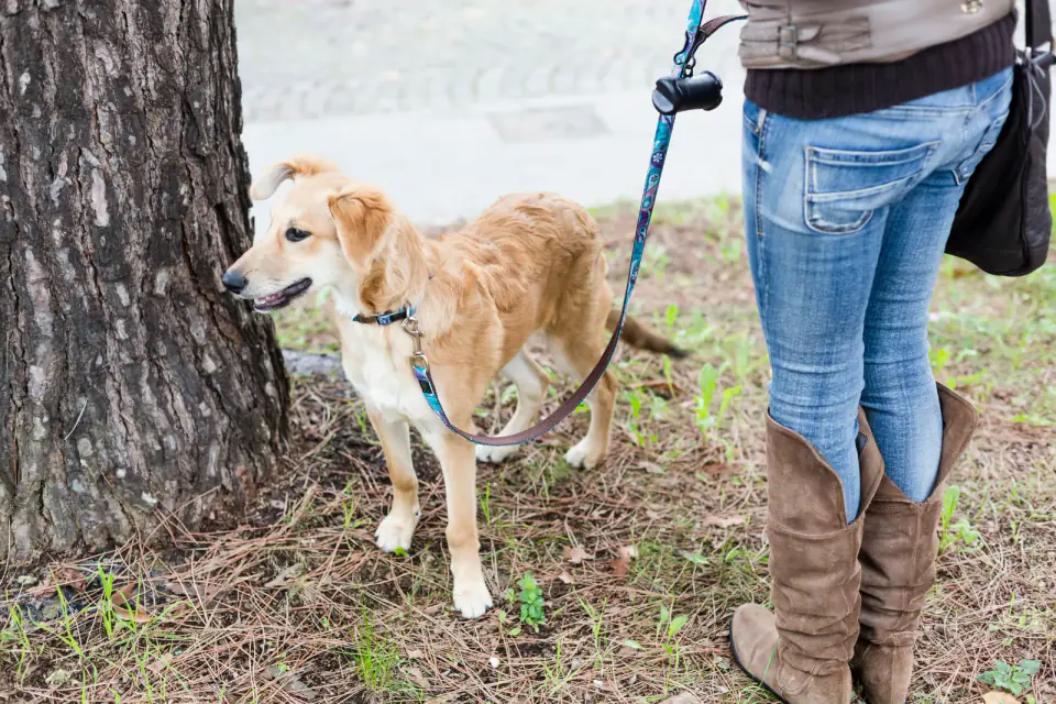 A tan dog on a leash stands beside a tree trunk next to a woman in jeans and boots.