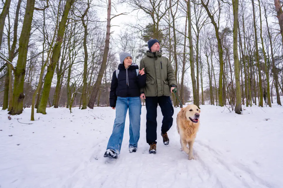 A man and a woman walking a golden retriever along a snowy path in winter