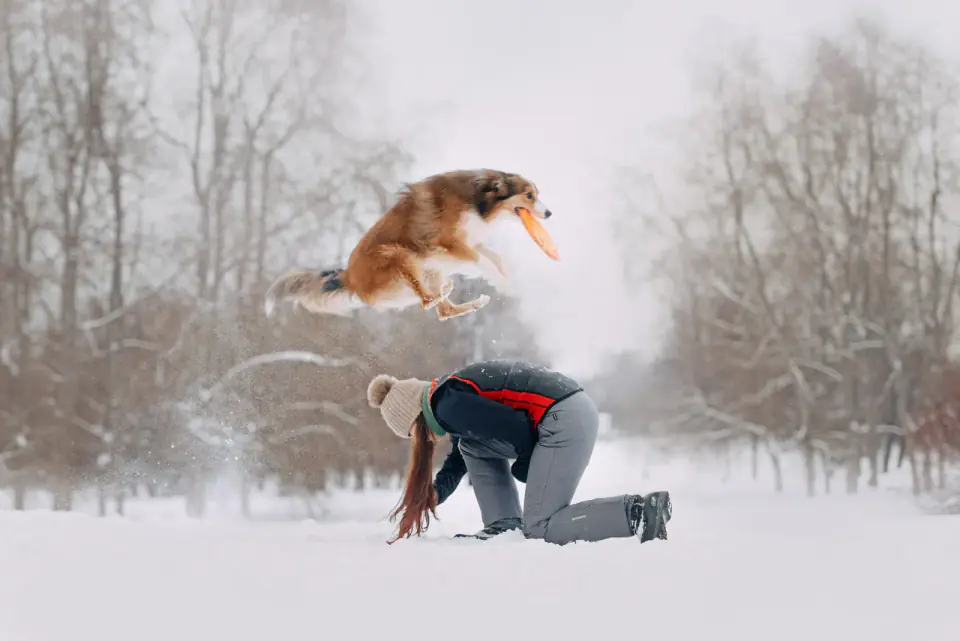 A brown and white dog leaps over a kneeling person in a snowy field to catch an orange disc.