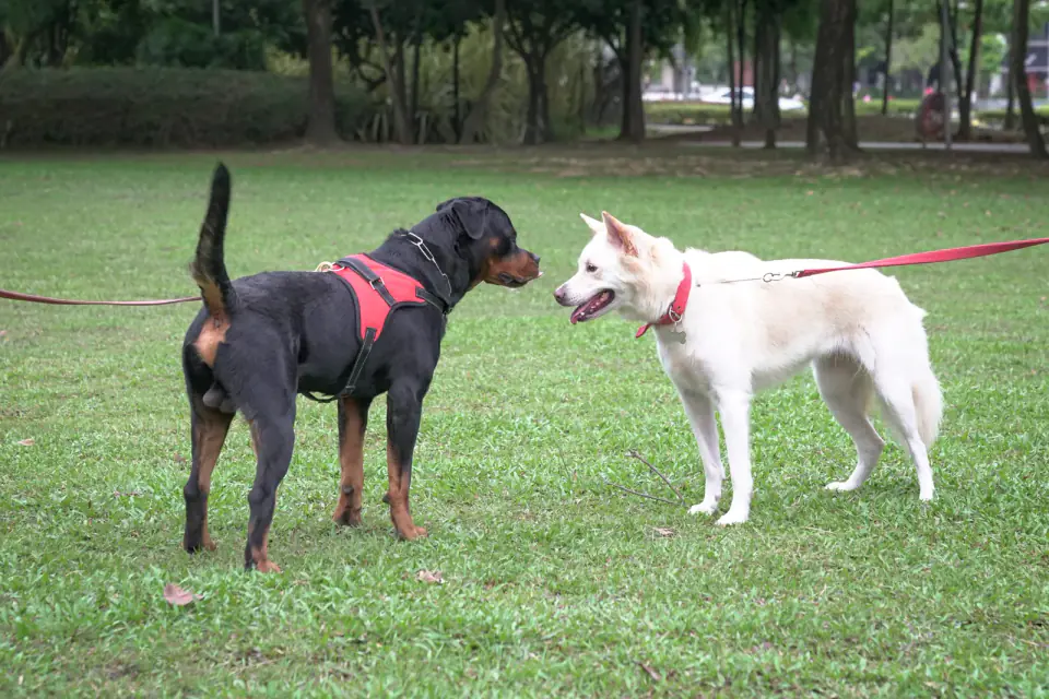 Dog socialisation concept