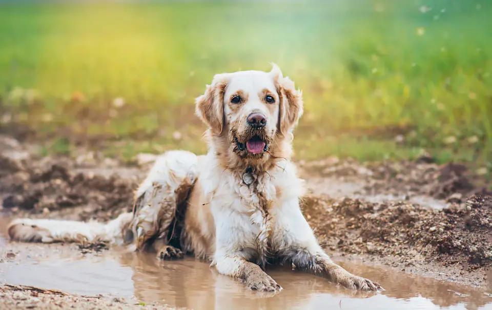 Golden Retriever