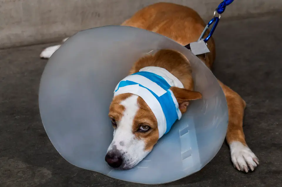 Sick dog and sad with bandages lying and wearing a funnel co
