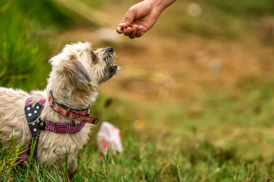 A dog taking a treat from a person's hand during an outdoor training session.