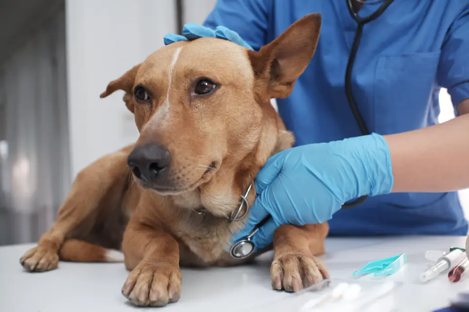 vet-clinic