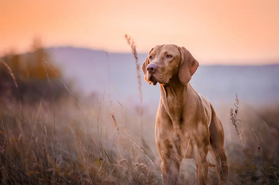 Hungarian vizsla head portrait