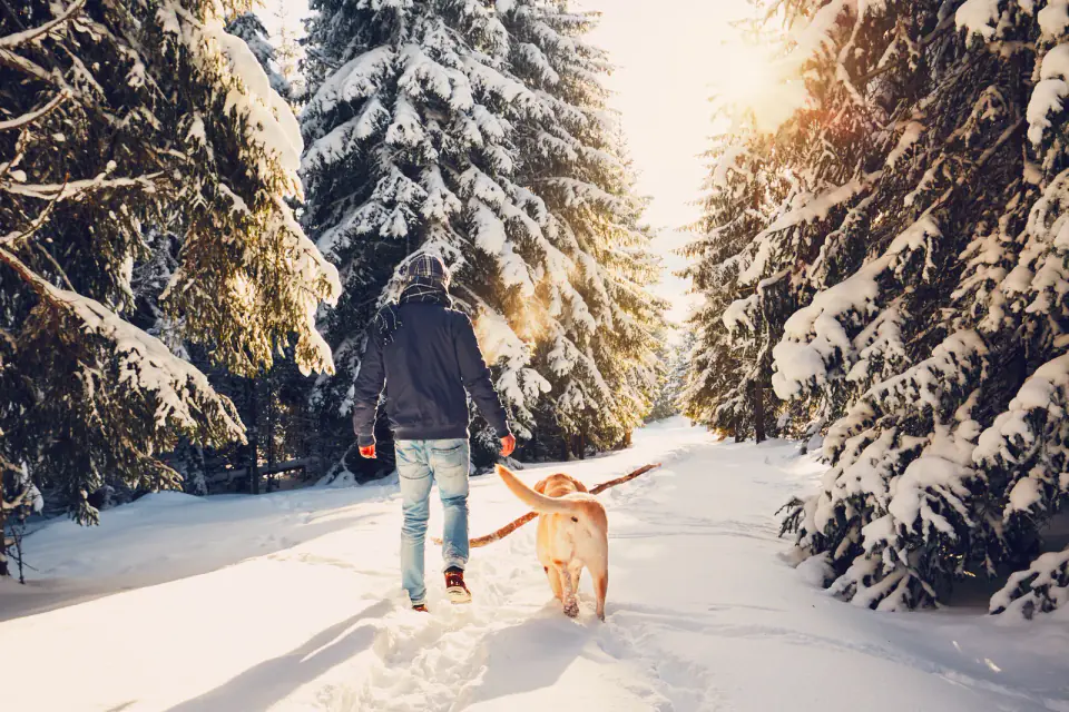 A person and a tan dog walk through deep snow between snow-covered evergreens in low sunlight.