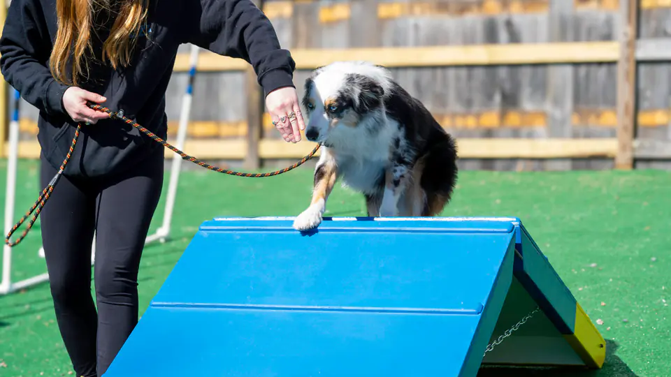 Trainer guiding an Australian shepherd over the agility A-frame