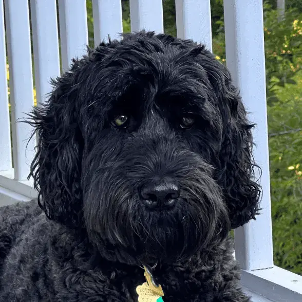 Black doodle after a groom