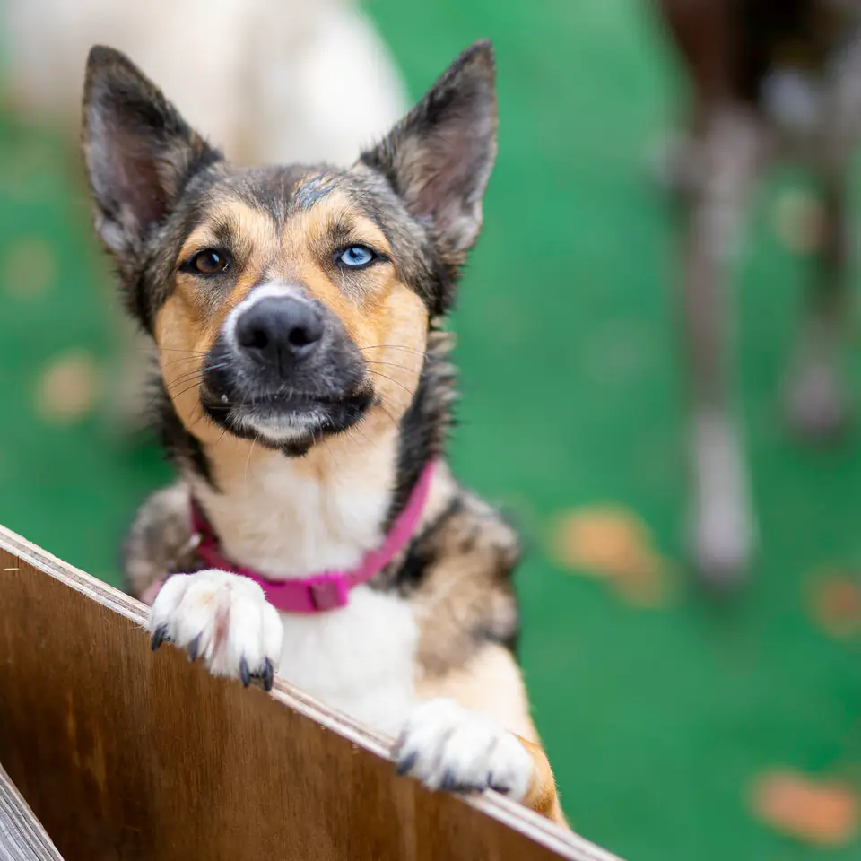 Dog leaning on the play yard fence