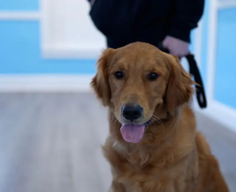 Golden retriever with a handler in the lobby