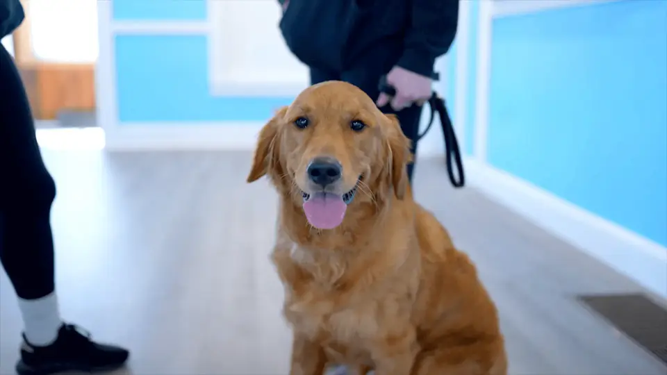 Golden retriever in the Dogtown lobby