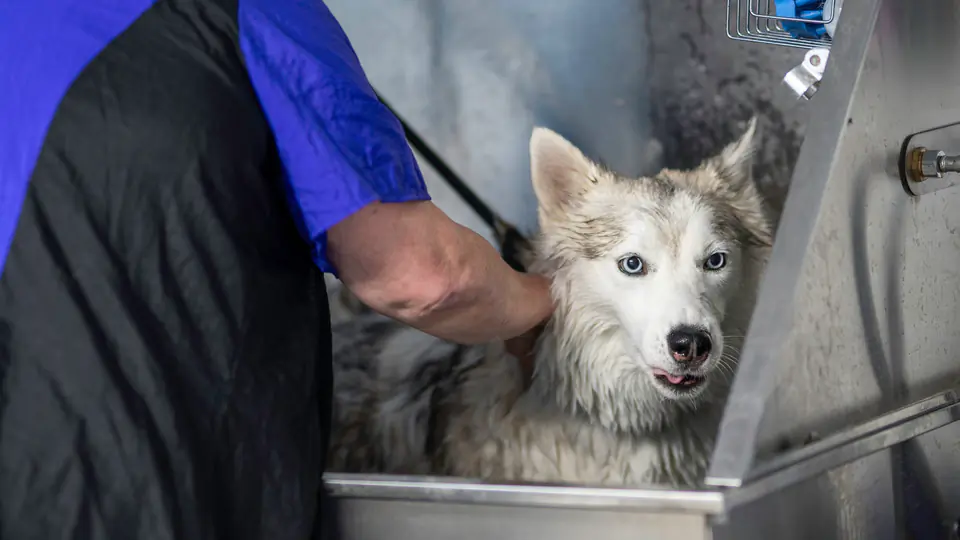 Husky in the tub at Dogtown Grooming
