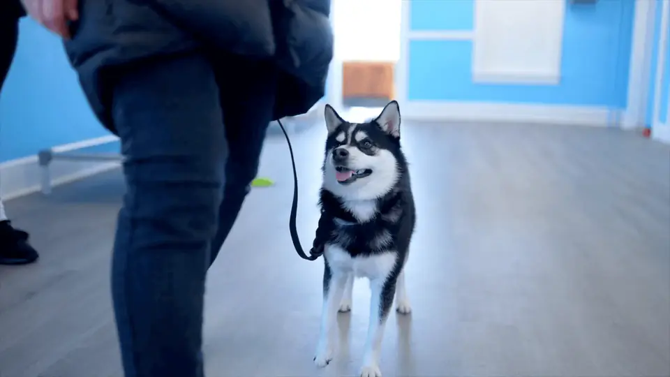 Husky puppy on a leash inside Dogtown