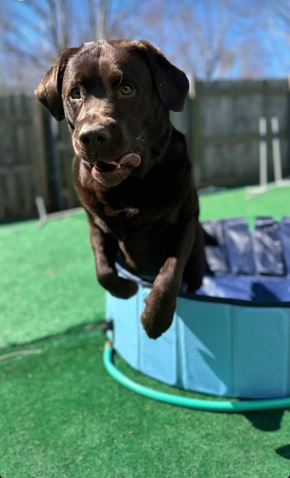 Chocolate lab leaping into the pool